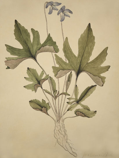 Viola_06